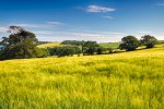 Gerstenfeld im Sommer